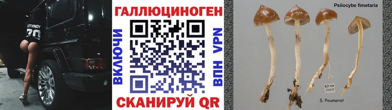 купить  сайты  мега tor  Галлюциногенные грибы Psilocybine cubensis  Лагань 